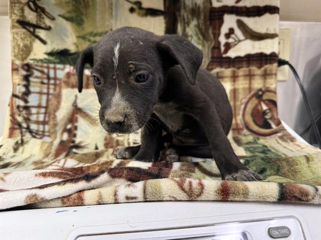 adoptable Dog in Hesperia, CA named LILO