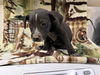 adoptable Dog in Hesperia, CA named LILO