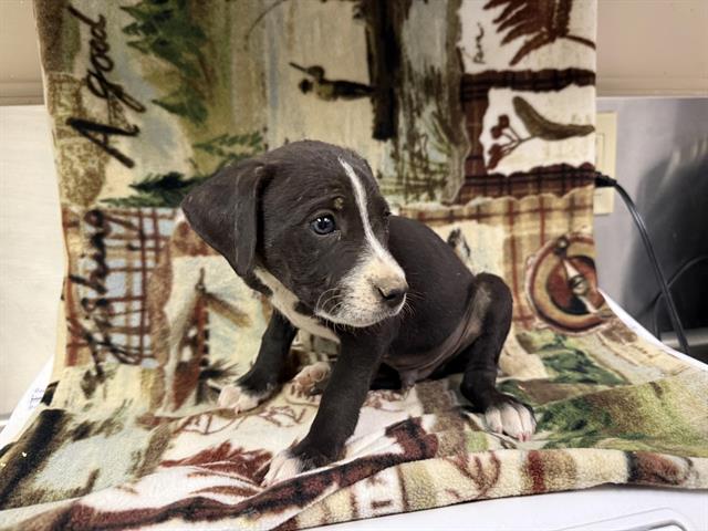 adoptable Dog in Hesperia, CA named BOLT