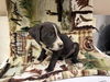 adoptable Dog in Hesperia, CA named BOLT