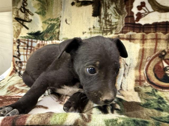 adoptable Dog in Hesperia, CA named CINDERELLA
