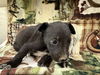 adoptable Dog in Hesperia, CA named CINDERELLA