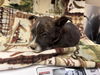 adoptable Dog in Hesperia, CA named ARIEL