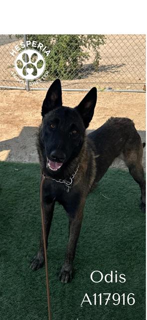 adoptable Dog in Hesperia, CA named ODIS