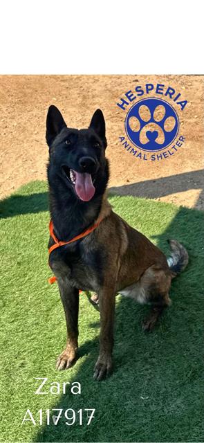 adoptable Dog in Hesperia, CA named ZARA