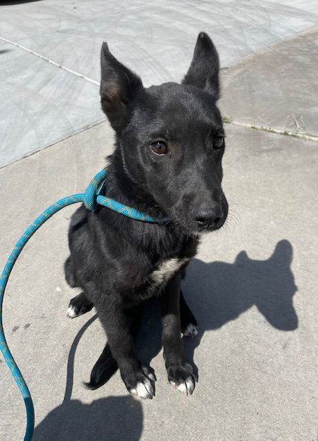 adoptable Dog in Hesperia, CA named VELVET
