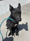 adoptable Dog in  named VELVET
