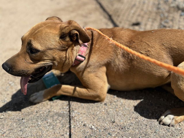 adoptable Dog in Hesperia, CA named A118034