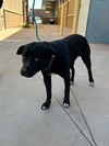 adoptable Dog in  named A118052