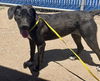 adoptable Dog in  named A118058