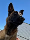 adoptable Dog in  named MARIA