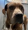 adoptable Dog in  named (RESCUE ONLY)