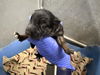 adoptable Dog in Hesperia, CA named (RESCUE ONLY) NURSING