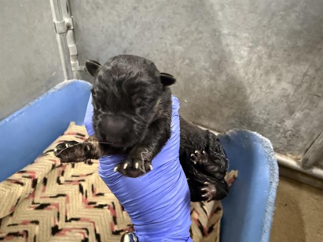 adoptable Dog in Hesperia, CA named (RESCUE ONLY) NURSING