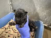 adoptable Dog in Hesperia, CA named (RESCUE ONLY) NURSING