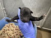 adoptable Dog in Hesperia, CA named (RESCUE ONLY) NURSING