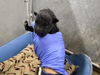 adoptable Dog in Hesperia, CA named (RESCUE ONLY) NURSING