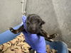 adoptable Dog in Hesperia, CA named (RESCUE ONLY) NURSING