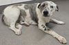 adoptable Dog in  named GERALD