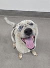 adoptable Dog in  named A118129