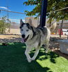 adoptable Dog in Hesperia, CA named GUMBO