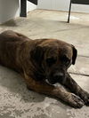 adoptable Dog in  named A118068