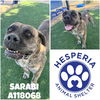 adoptable Dog in Hesperia, CA named SARABI
