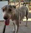 adoptable Dog in  named A118085