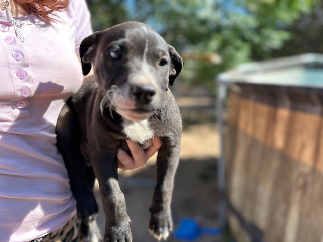 adoptable Dog in Hesperia, CA named PEPE LE PEW