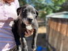 adoptable Dog in Hesperia, CA named PEPE LE PEW