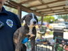 adoptable Dog in Hesperia, CA named A118087