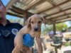 adoptable Dog in Hesperia, CA named ANGUS