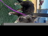 adoptable Dog in  named GINGERSNAP