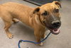 adoptable Dog in  named MAXWELL