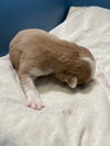 adoptable Dog in , Unknown named (NURSING) FREYJA