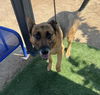 adoptable Dog in  named COLT