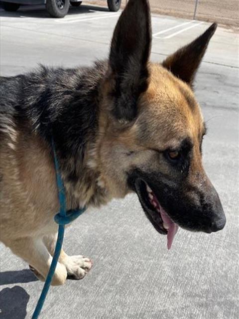adoptable Dog in Hesperia, CA named A118122