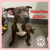adoptable Dog in  named VALENTINE