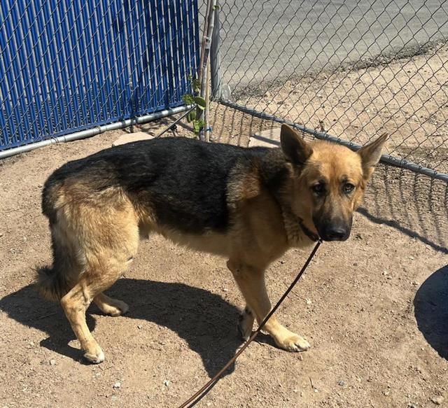 adoptable Dog in Hesperia, CA named A118257