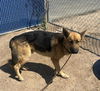 adoptable Dog in  named A118257