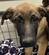 adoptable Dog in  named A118489