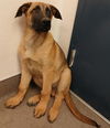 adoptable Dog in  named A118490