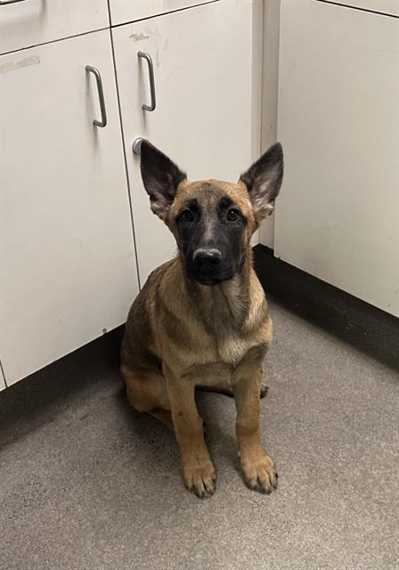 adoptable Dog in Hesperia, CA named STRIGA
