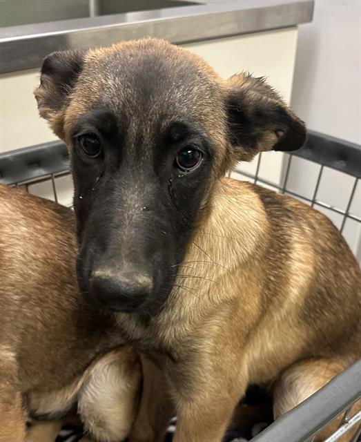 adoptable Dog in Hesperia, CA named SYPHA