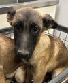 adoptable Dog in  named A118492