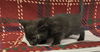 adoptable Cat in  named A118059