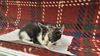adoptable Cat in  named A118060