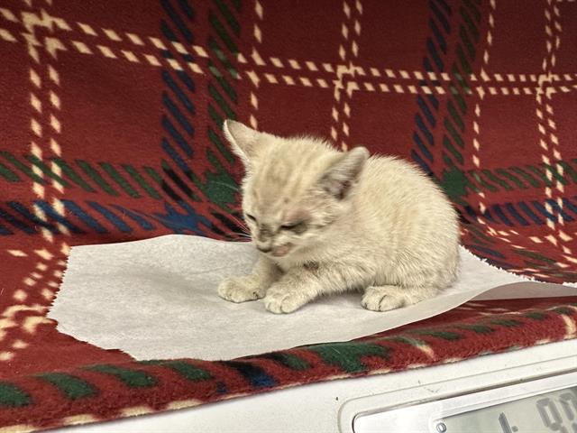 adoptable Cat in Hesperia, CA named A118061