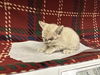 adoptable Cat in  named A118061
