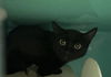 adoptable Cat in  named ONYX